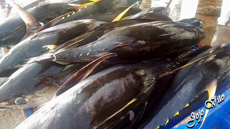 TUNA FESTIVAL | GENERAL SANTOS CITY