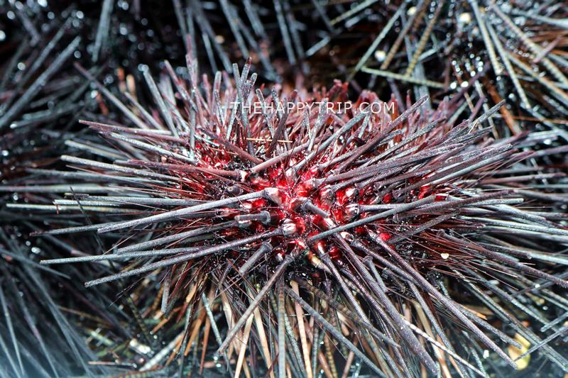 Sea Urchin Sea Urchin