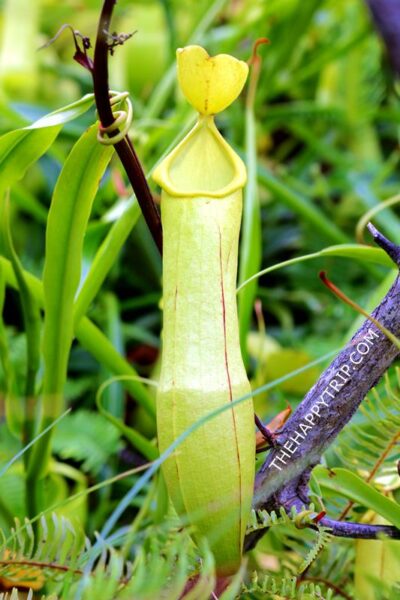 pitcher plant pitcher plant